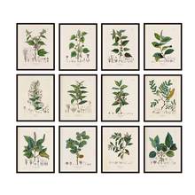 Ilustraciones de plantas francesas antiguas, carteles e impresiones Vintage de estudios botánicos, imágenes artísticas de pared, pintura en lienzo, decoración de pared 2024 - compra barato