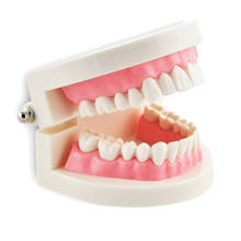 New Dental Dentist Flesh Pink Gums Standard Teeth Tooth Teach Model Dental Teeth Teaching Model 2024 - buy cheap