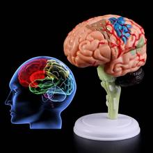 4D Разобранная анатомическая модель человеческого мозга Анатомия медицинский обучающий инструмент статуи скульптуры медицинская школа использования B36C 2024 - купить недорого