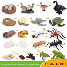 Brinquedo de crescimento animal para meninos e meninas, brinquedo educacional para crianças 2024 - compre barato