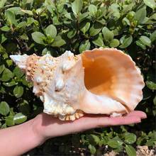 Novidade moda escandinavo mar caracol em forma de caracol com pedra escandinhos mediterrânea, presentes criativos 2024 - compre barato