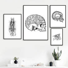 Cuadro sobre lienzo para pared, arte de anatomía, esqueleto humano, columna muscular, carteles nórdicos e impresiones de imágenes de pared para decoración para sala de estar 2024 - compra barato