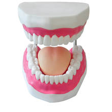 Advanced dental plastic teeth model for medical teaching use, medical science dental model 2024 - buy cheap