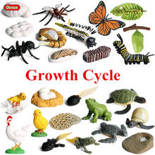 Oenux Animals Growth Cycle Model Frog Turtle Butterfly Hen Ant Mosquito Action Figures PVC Lovely Educational Baby Kids Toy 2024 - buy cheap