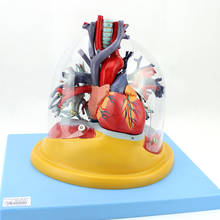 Ортопедическая модель человеческого сердца, трахеобронхиального дерева, кардиология, Внутренняя медицина, дыхательная система 2024 - купить недорого