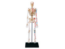 4d Human Skeleton Anatomy Model Skeleton puzzle Assembling Toy Medical Teaching Aid Laboratory Education Equipment master 2024 - buy cheap