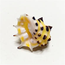 Raro concha natural 2-3 cm drupa ricinus coleção espécime raro caracol concha conchas acessórios do mar 2024 - compre barato