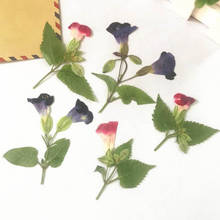 120pcs Side Pressed Dried Torenia fournieri Flower With Stalk Plants Herbarium Jewelry Bookmark Photo Frame Postcard Making DIY 2024 - buy cheap