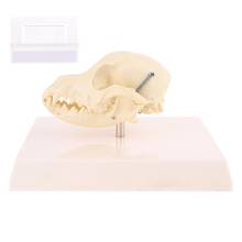 Canine Dog Skull Model Anatomy Skeleton Veterinary Specimen Teaching Display Education Halloween Gifts 2024 - buy cheap