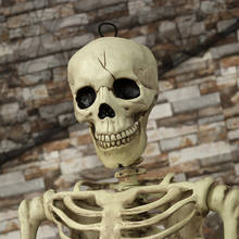 Реалистичные анатомические анатомический Скелет 40 см, реквизит для украшения дома, Хэллоуина 2024 - купить недорого