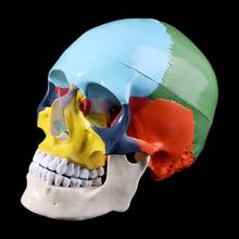 Life Size Colorful Human Skull Model Anatomical Anatomy Medical Teaching Skeleton Head Halloween Bar Ornament Studying Supplies 2024 - buy cheap