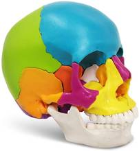 Cráneo humano adulto modelo anatómico tamaño real 3 partes gorro de calavera extraíble incluye juego completo de dientes 21x15x19cm 2024 - compra barato