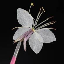 60pcs Pressed Dried Butterfly Flower Plant Herbarium For Jewelry Photo Frame Phone Case Bookmark Making DIY 2024 - buy cheap