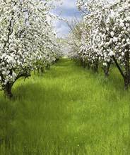 Pear blossom forest photo backgrounds vinyl green grassland photography backdrops for kids photo studio kits photophone S-1871 2024 - buy cheap
