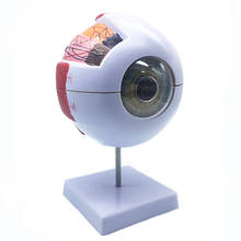 Modelo de globo ocular humano modelo de ampliação do olho modelo de anatomia do olho modelo de escola professor guias globo ocular humano modelo de ensino medicina 2024 - compre barato