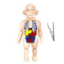 Modelo de anatomía del cuerpo humano para niños, juguete de ensamblaje de órgano humano de plástico, juguete educativo de ciencia DIY para Halloween 2024 - compra barato