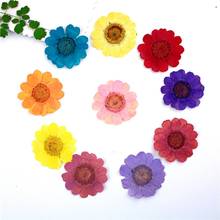 60pcs Pressed Dried Flower Chrysanthemum Multicaule Plants Herbarium For Epoxy Resin Jewelry Making Frame Phone Case Craft DIY 2024 - buy cheap