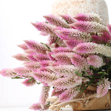 Натуральные сушеные цветы Pteris multifida Poir Grass, букет для украшения дома и свадьбы, настоящие цветы, градиентный розовый цвет, 10 шт. 2024 - купить недорого