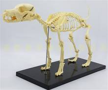 Esqueleto para cão ortopédico, equipamento para animais de estimação, modelo de esqueleto para cães, gatos e cachorros 2024 - compre barato
