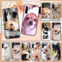 Funda de teléfono con diseño de perro Chihuahua, carcasa de Animal para Huawei P20 P30 P40 lite Pro P Smart 2019 Mate 10 20 Lite Pro Nova 5t 2024 - compra barato
