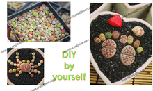 Lithops DIY DECORATION Not Seeds Live Stones Artificial Exotic Plants Unusual Succulent FREE SHIPPING 2024 - buy cheap