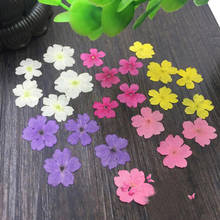 120pcs 1-2cm Pressed Dried Dyed Verbena Flower Plant Herbarium For Jewelry Photo Frame Phone Case Bookmark Craft Making DIY 2024 - buy cheap