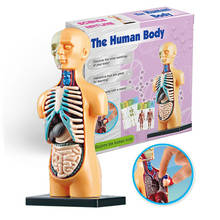 The Human Body Organ Educational Toys STEM Skeleton Bones Montessori DIY Model Torso Anatomy Internal Medical Teach For Student 2024 - buy cheap