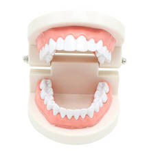 Modelo de dente padrão gengivas macias para 28 dentes modelo dental para o ensino do jardim de infância escova dentes modelo de laboratório dental cárie modelo 2024 - compre barato