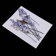 10pc Pressed Dried Flower Dry salvia Dried Flower DIY ART Floral Decor Craft 2024 - buy cheap