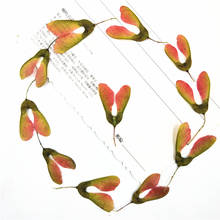 Flores de árbol de arce secas prensadas naturales para manualidades, adornos para álbum de recortes, fabricación de joyas, 12 Uds. 2024 - compra barato