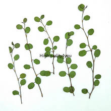 120pcs Pressed Dried Chiba Chlorophytum Ivy Leaves Flower Plant Herbarium For Jewelry Bookmark Postcard Phone Case DIY Making 2024 - buy cheap