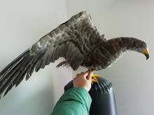 Nuevo Modelo de águila de simulación grande de espuma y pluma, alas de la vida real, muñeco de pájaro de águila, regalo de 45x80cm xf2865 2024 - compra barato