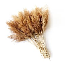 20pcs Plume Flower Bunch Small Pampas Grass Wedding Decor Home Decor Real Pampas Grass Reed Natural Plant Ornaments 2024 - buy cheap