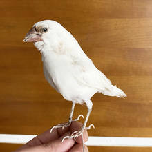 Preenchimento taxidermy eurásia java sparrow, ensino/decoração e amostra 2024 - compre barato