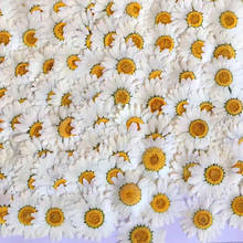 120pcs Pressed Dried White Chrysanthemum Paludosum Flower Plants Herbarium For Jewerlry Postcard Phone Case Invitation Card DIY 2024 - buy cheap