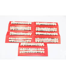 Modelo de enseñanza de dientes de plástico, Material Dental, herramienta de cuidado Dental útil, modelo de dientes tipo A2, 10 juegos 2024 - compra barato