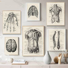 Human Anatomy Artwork Canvas Painting Medical Wall Picture Musculoskeletal Retro Art Poster Modern Home Decoration Room No Frame 2024 - buy cheap