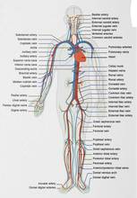 Sistema respiratorio circulatorio de Anatomía Humana, póster de seda impreso de película artística, decoración de pared del hogar, 24x36 pulgadas 2024 - compra barato