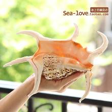 Hexagonal Conch Natural Shell Conch Creative Gift Mediterranean Home Decoration Tank Landscape Sea Snail Decoration Ornaments 2024 - buy cheap