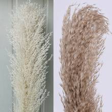 1pc New Natural Dried Flower Reed Bouquet Pampas Grass Branch Reed Natural Plant Ornament Wedding Home Decor 2024 - buy cheap