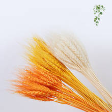 Dekoration-Decoración de oreja de trigo Real, Pampas naturales, cola de conejo, flores secas para fiesta de boda, Ramo DIY, Ramo Bod 2024 - compra barato