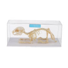 Espécimen de modelo anatómico de esqueleto de conejo, herramientas de enseñanza y aprendizaje para niños, suministros educativos, 20x8x8,5 cm 2024 - compra barato