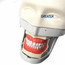 Dentist Phantom Head Simulation Practice Head Model Dental Training Teeth model Dental Teaching Model 2024 - buy cheap