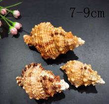 Natural Conch Shell Sea Snail Specimens Crafts Small Large Frog Family Desktop Decorations Marine Wind Mediterranean Ornaments 2024 - buy cheap
