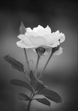 Flowers in Black and White Art Film Print Silk Poster Home Wall Decor 24x36inch 2024 - buy cheap