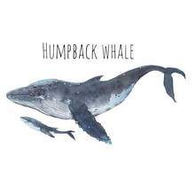 Oceano animal baleia jubarte diy mural adesivo de parede sala estar fundo decalque pvc adesivo de parede para casa filme decorativo 2024 - compre barato
