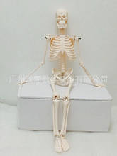 Mini modelo de esqueleto de Anatomía Humana, 45CM, estándar médico para bellas artes y medicina, póster, ayuda para el aprendizaje médico, Biología 2024 - compra barato