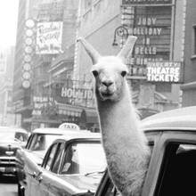 Pintura en lienzo de Alpaca Llama en un Taxi de Nueva York, impresiones de animales y carteles, imágenes artísticas de pared para sala de estar 2024 - compra barato