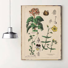 Pintura de Arte de hierbas en lienzo, carteles e impresiones de ilustraciones de hierbas culinarias, arte de pared de cocina botánica, decoración de imágenes Vintage 2024 - compra barato