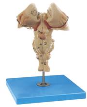 Brainstem Model in 2 Sections Medical Anatomical Model ATT 2024 - buy cheap